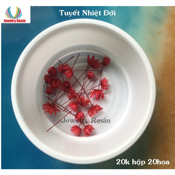 Hoa Tuyết Nhiệt Đới  đã cắt cành dùng trang trí làm Resin hoặc đồ handmade.