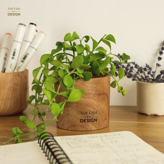 Cây Hạt Dưa rước may mắn về nhà | size S