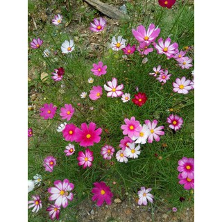 Hạt giống hoa cánh bướm 100 gam