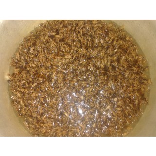 Khay trứng dế giống