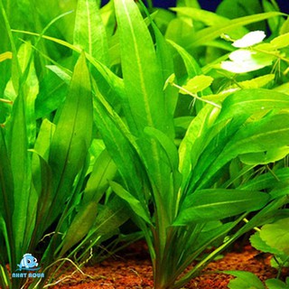 Cây Lưỡi Mác thủy sinh