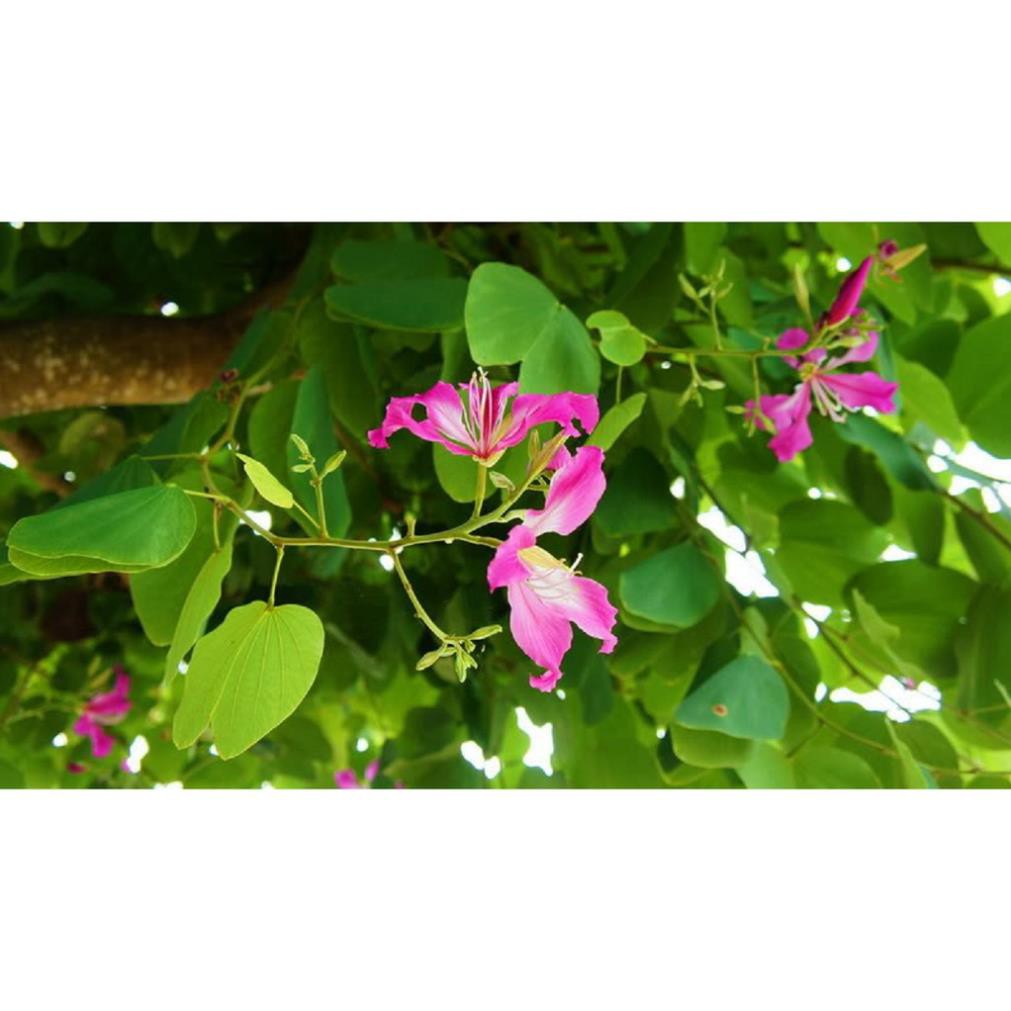 Sản phẩm cây ban hoa tím, cây giống gửi đi nguyên bầu + Tặng  phân hữu cơ cao cấp