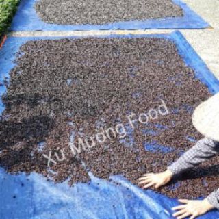 Hạt Dổi Nếp Rừng xịn