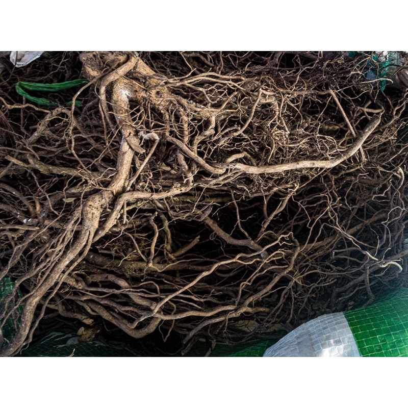 Rễ Dương Cao Cấp (100GR)| Trang Trí Trải Nền, Setup Layout : Thủy Sinh, Biotope, Blackwater | Giá siêu tốt