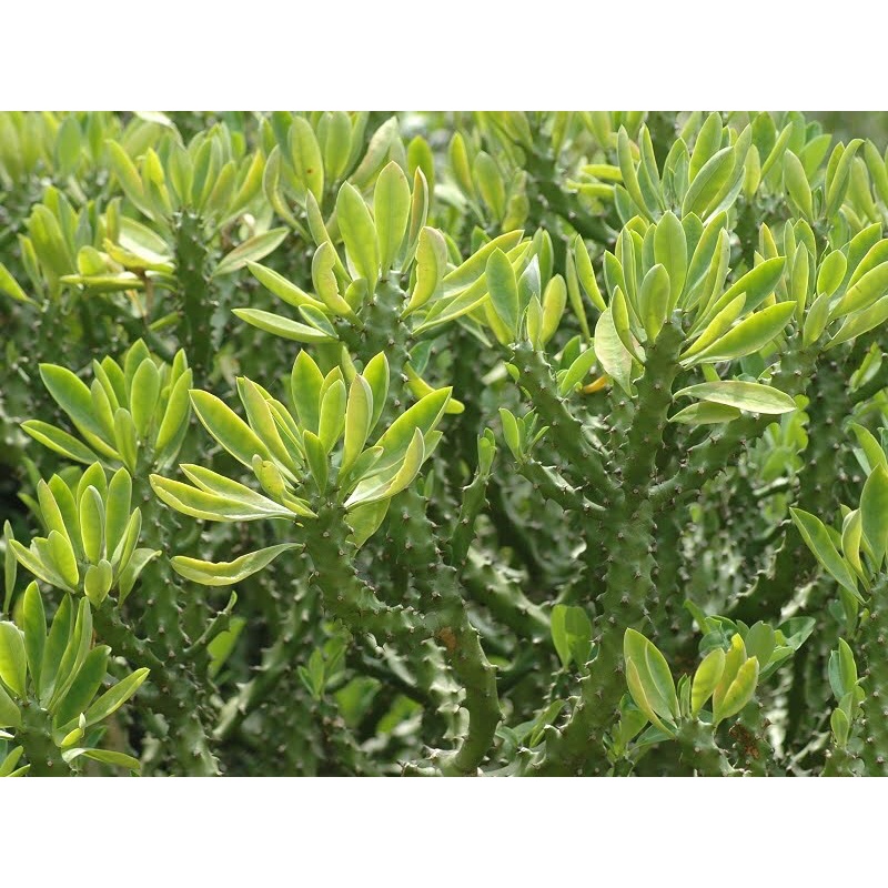Xương rồng ngọc lân.