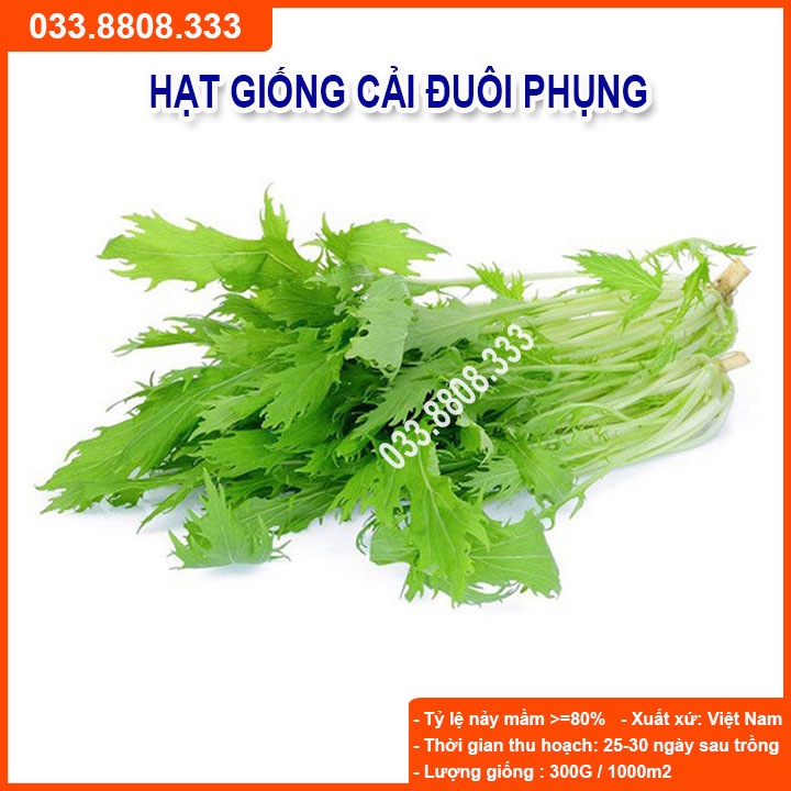 Hạt Giống Cải Đuôi Phụng - Giống Cải Nhanh Thu Hoạch