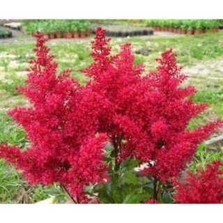 Cây giống hoa lạc tân phụ