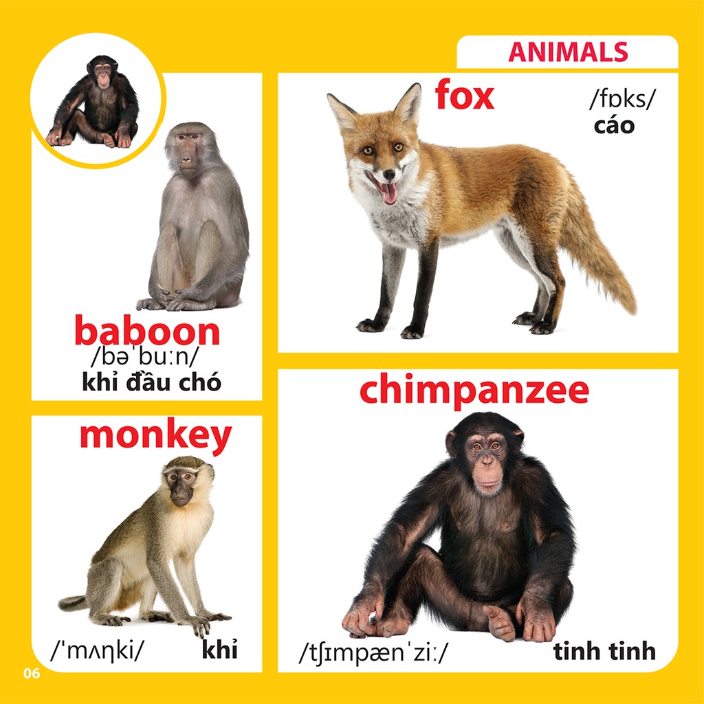 Sách - Bách khoa toàn thư cho bé - Động vật (Tái bản) | BigBuy360 - bigbuy360.vn