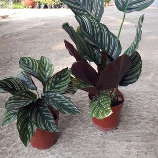 🌿🍒 Combo 02 cây đuôi công sọc tím 🌿🍒