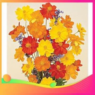 Gói 30 Hạt Giống Hoa Sao Nhái Nhiều Màu (Vàng - Cam - Gold) UY TÍN, GIÁ RẺ, CHẤT LƯỢNG BÀ CON AN TÂM ƯƠM MẦM