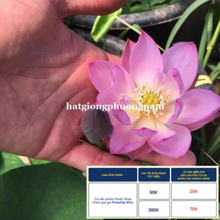 10H - HẠT GIỐNG HOA SEN MINI