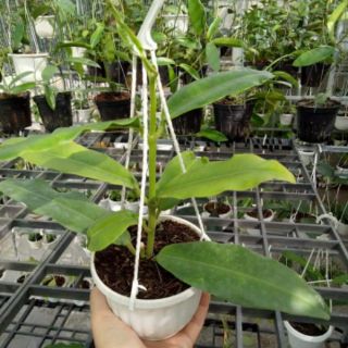 Cẩm cù khủng long đỏ