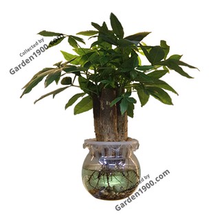 Cây kim ngân tam lộc thủy sinh (Cây kim ngân ba thân thủy sinh)