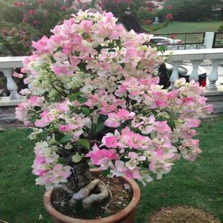 Cây hoa giấy lùn siêu hoa TRẮNG phớt hồng