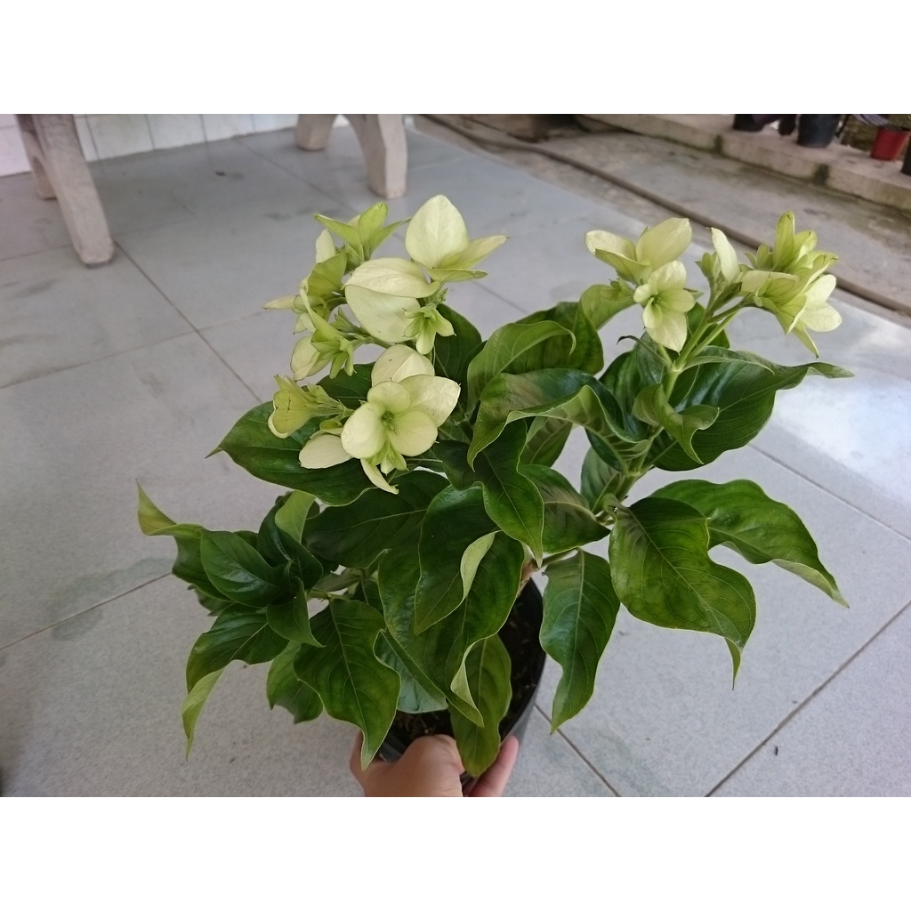 Cây Bướm Bạc - cây cảnh để bàn - caykiengsadec