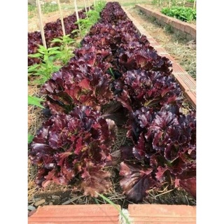 Hạt giống xà lách batavia 1gr