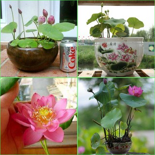 SEN MINI NHẬT bán sỉ theo kg
