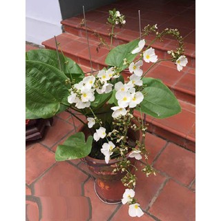 Sản phẩm CHẬU CÂY BÁCH THỦY TIÊN ( LAN NƯỚC ) MANG LẠI MAY MẮN CHO GIA CHỦ, CỰC DỄ TRỒNG