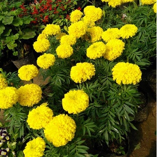 Hạt Giống Hoa Vạn Thọ Mỹ