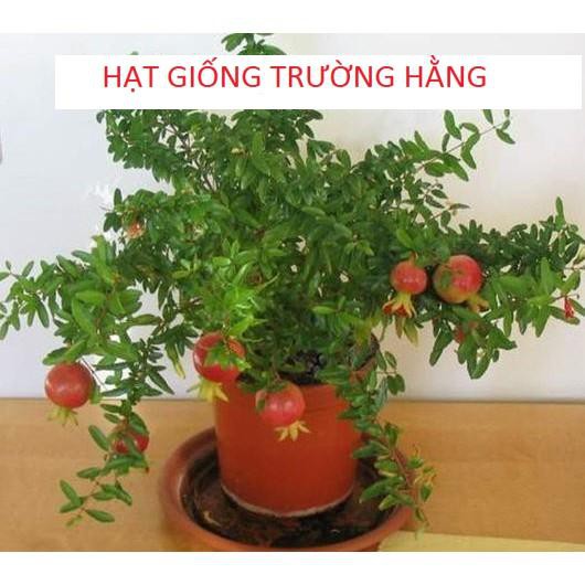 Hạt giống Lựu đỏ lùn (15 hạt)