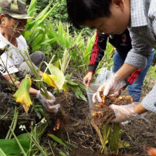 TINH BỘT NGHỆ BẮC CẠN 500G