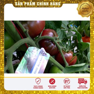 Hạt Giống Cà Chua Socola quả to gói 10 hạt