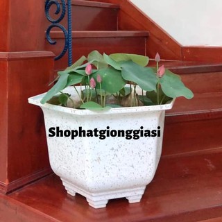 (Đã Cắt Đầu) Sen Mini Full Màu ( Hàng Loại 1 )