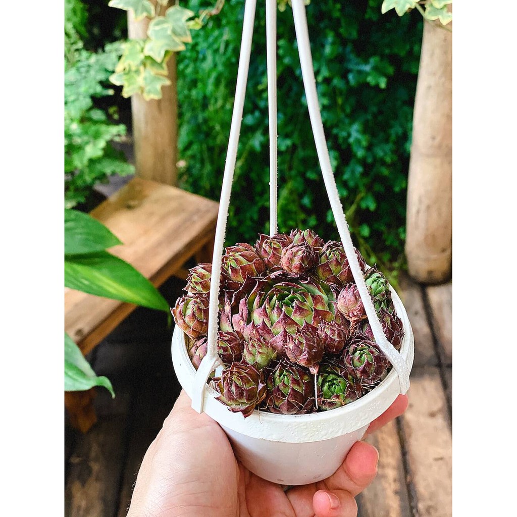 Cây Sempervivum Hen and Chicks Black Top (Trường Sinh Thảo Chúc, Gà Mẹ và Gà Con Đầu Đen) chậu nhựa treo