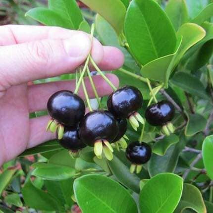 Cây cherry brazil cao 1m5 bao đẹp