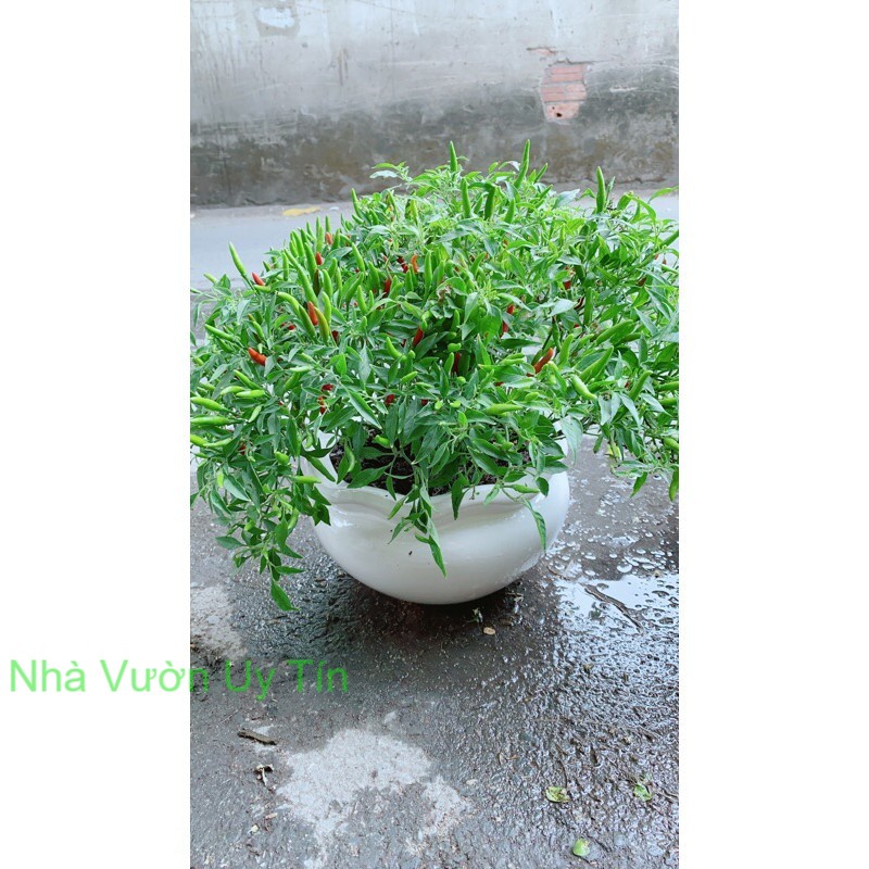 Chậu Cây Ớt Hiểm