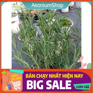 Cây Hương Thảo Rosemary Đuổi Muỗi Hương Dịu Nhẹ 😌