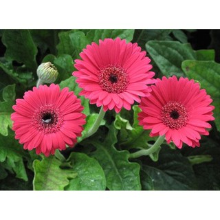 HẠT GIỐNG CÚC ĐỒNG TIỀN