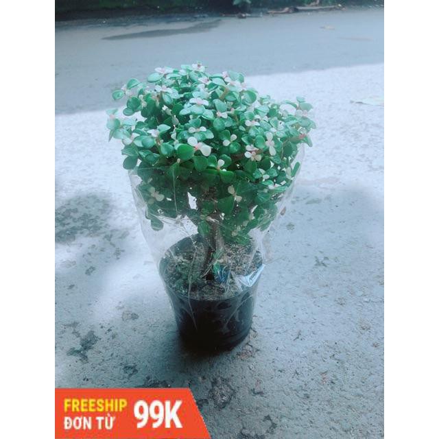 Đô La Thân Cổ Thụ