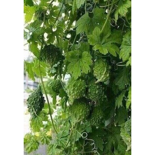 Mướp đắng rừng khô