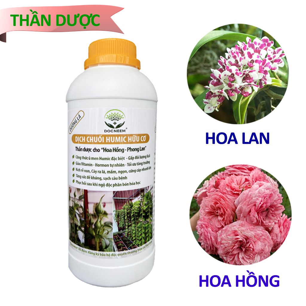 Dịch Chuối Chín Humic Lên men Kích Mầm Chồi, Kích Rễ, kích Kie, Phục Hồi Và Chống Suy Cây