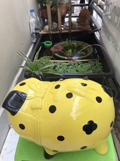 Heo đất chó đóm vàng size L ( 24x15x17 )