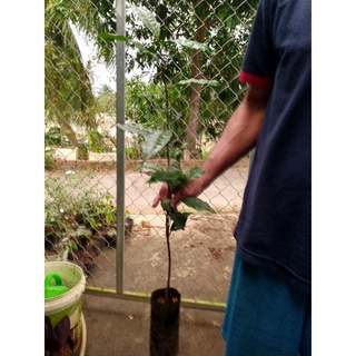 Cây Trà xanh, chè xanh, chè Dung