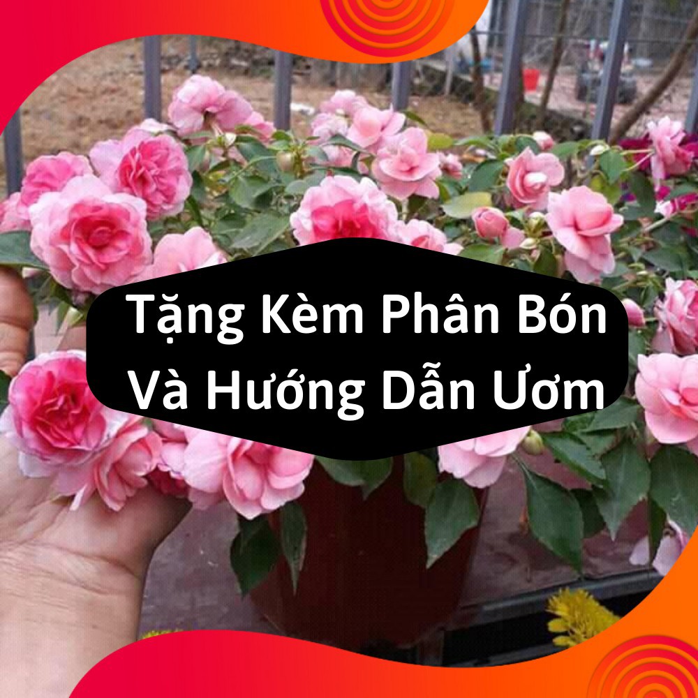 Combo 2 Gói Hạt Giống Hoa Ngọc Thảo Kép