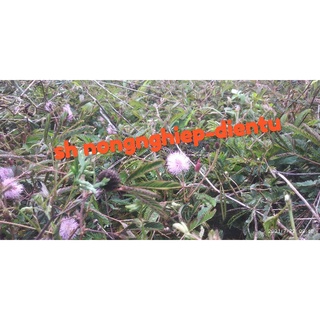 Cây xấu hổ khô ( dried shame plant ) 1kg