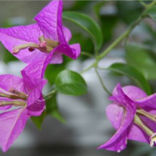 Cây 🌲 hoa giấy Vạn Hoa Lầu... đang hoa