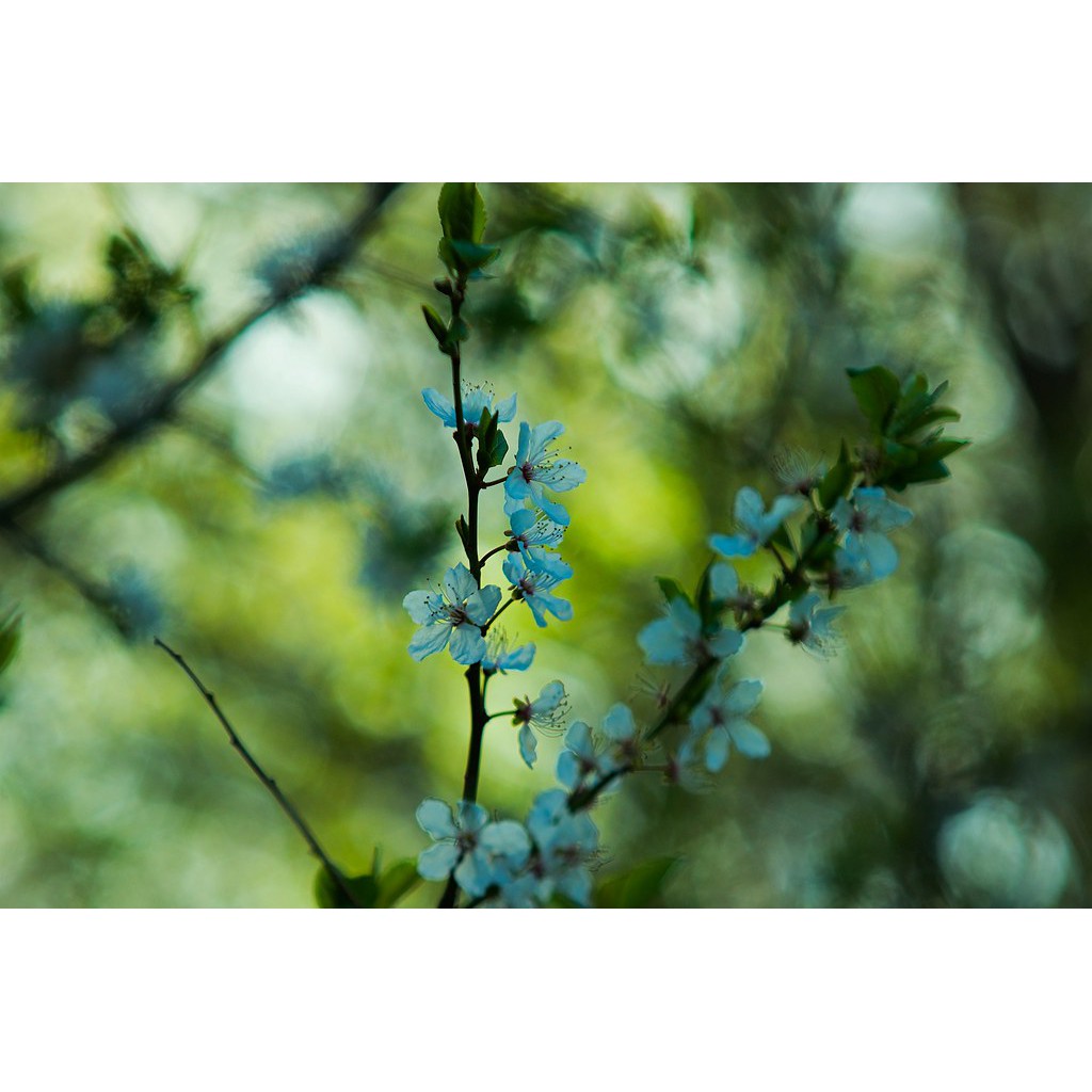 Lens canon FDn 70-150mm f4.5 ngàm FD dùng cho canon Ae1 a1 f1 ftb ft fx