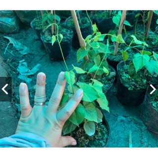 CÂY GIỐNG HOA. THIÊN LÝ - CÂY GIỐNG HOA. THIÊN LÝ