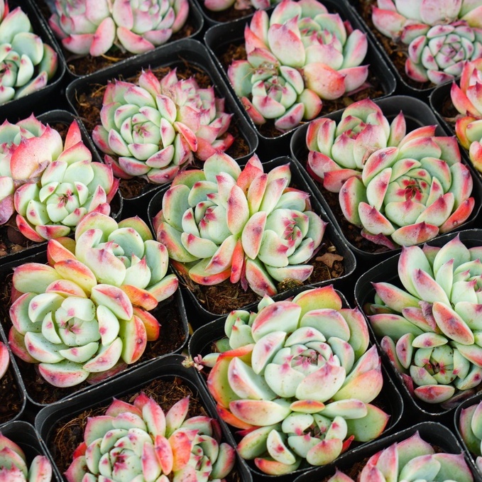 Sen đá Bánh Bao lửa 2-3 đầu 7cm GLASS GARDEN - Thuần khí hậu Đà Lạt - Lỗi 1 đổi 1 - Bao khỏe