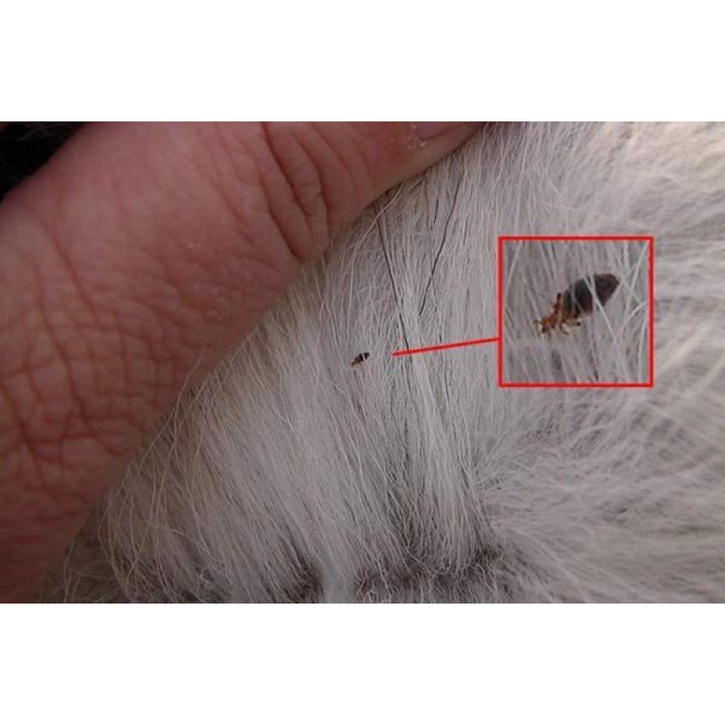 Nhỏ ve rận, bọ chét dành cho Chó Mèo