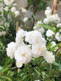 Hồng bụi Bạch Trà ( ảnh thật)
