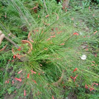 Cây liễu tường hoa đỏ