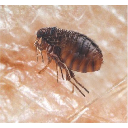 Thuốc diệt muỗi, gián, kiến, ruồi, bọ chét, kiến ba khoang - FENDONA 10SC BASF ĐỨC ( Vỉ 5ml )