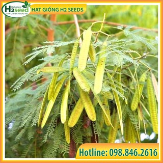 Hạt giống keo dậu - gói 200g - hạt giống táo nhơn - bọ chét - bình linh - keo giun - chất lượng cao