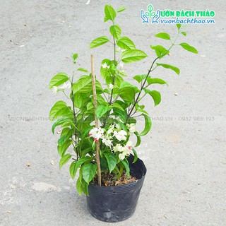 Dây hoa ngọc nữ trồng giàn