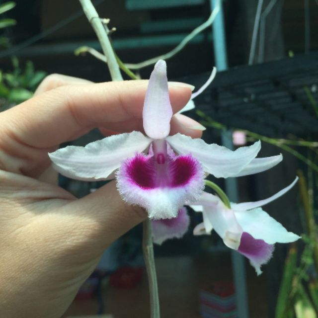 Hoa lan giá rẻ